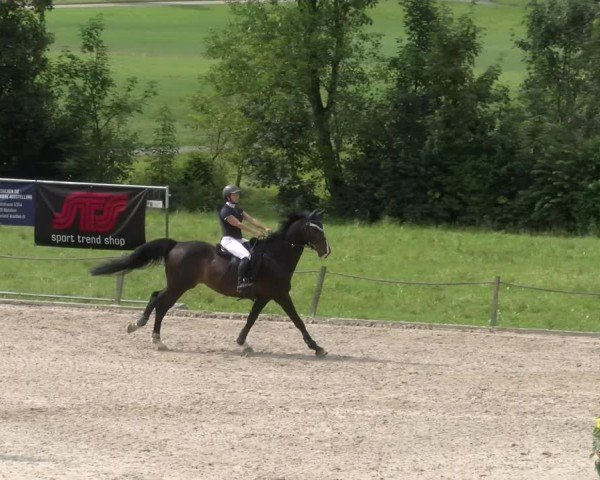 Reitturnier Gossau 2024