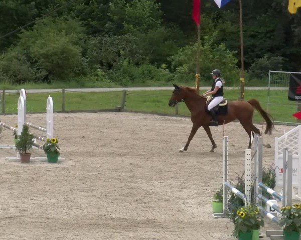 Reitturnier Gossau 2024