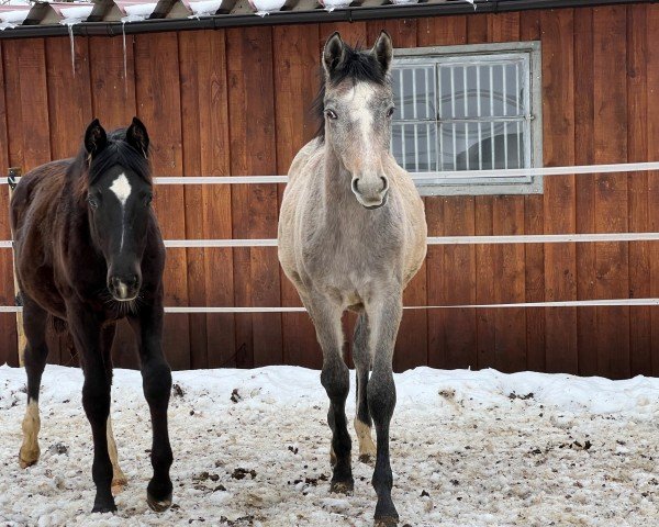 Zuchtstute Frau Holle (Trakehner, 2023, von Kind of Magic)