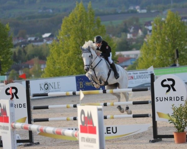 jumper Celvado (Mecklenburg, 2015, from Cellestial) jumper Celvado (Mecklenburg, 2015, from Cellestial)