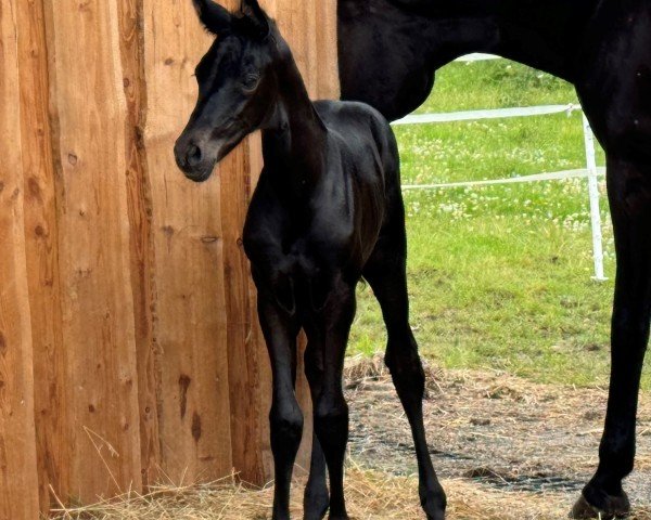 horse Abrakadabra (Trakehner, 2024, from Helium)