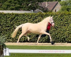 Zuchtstute Die Eiskönigin PP (Deutsches Reitpony, 2021, von Dating AT NRW)