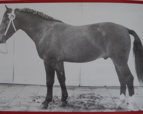 stallion Elbteich Mo 1238 (Heavy Warmblood, 1964, from Elbstrom Mo 1159) stallion Elbteich Mo 1238 (Heavy Warmblood, 1964, from Elbstrom Mo 1159)