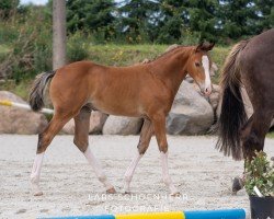 horse Extra Bunt SR (Oldenburg show jumper, 2024, from Esmeraldo FM)