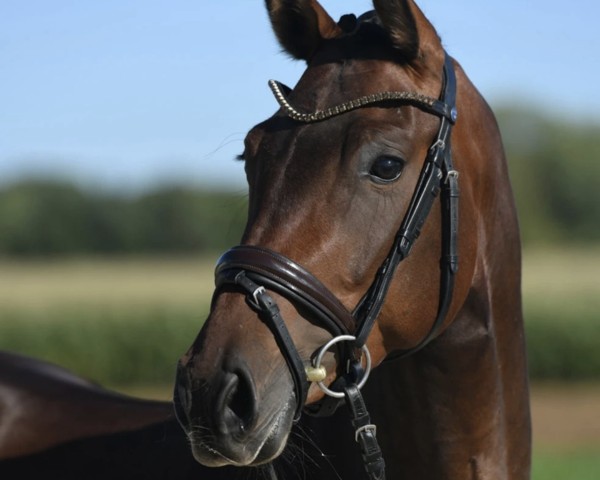 broodmare Bahama Mama (German Sport Horse, 2020, from Baggio 17)