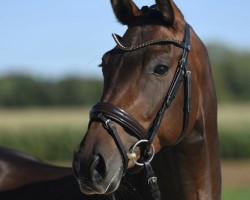 broodmare Bahama Mama (German Sport Horse, 2020, from Baggio 17)