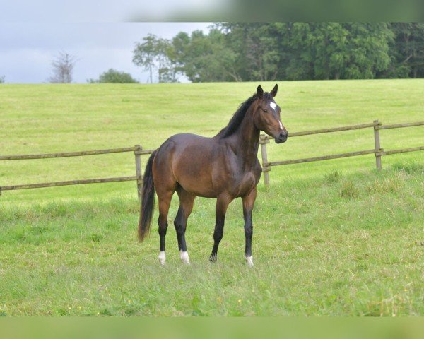 broodmare Quel Tallulah (German Sport Horse, 2021, from Quaterback)