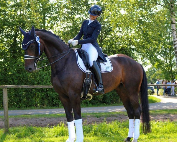 dressage horse Scarlett 757 (Oldenburg, 2014, from Scuderia)