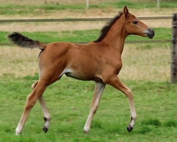 horse Coco Bay Sy.K. (Dutch riding horses and ponies with Arabic blood content, 2024, from Koetsiershoeve Messenger)