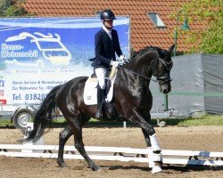 dressage horse Delvaro (Hanoverian, 2012, from Don Frederico)