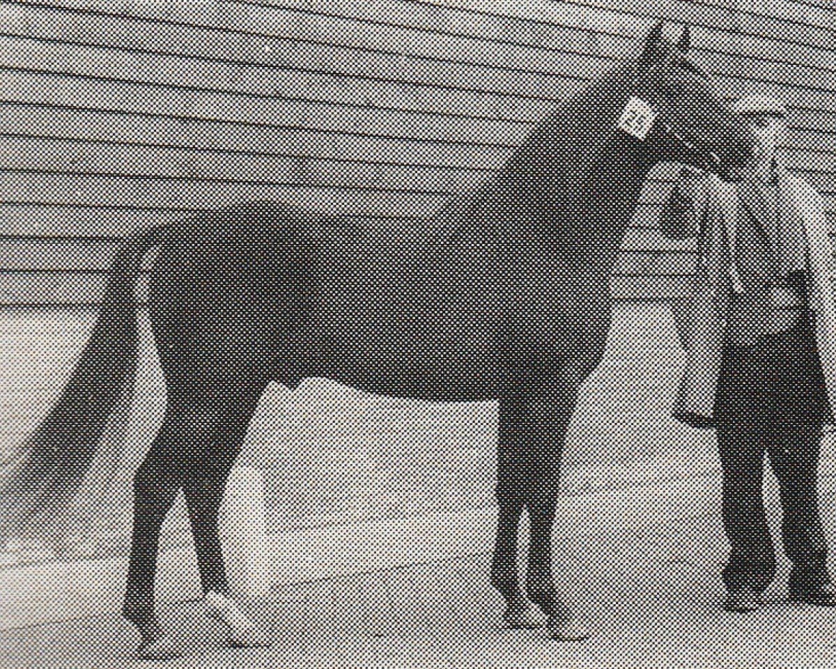 Stallone da monta Master O'Freil (Nederlands Rijpaarden en Pony, 1973, di Rose Prince xx)