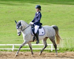dressage horse Delight Z (German Riding Pony, 2013, from Don Dino L)