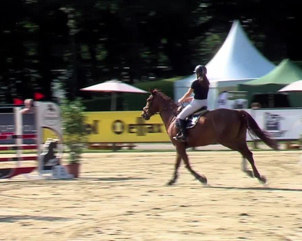 Reitturnier Münster-Handorf 2024