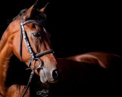 Springpferd Orchid's Cavendo (New-Forest-Pony, 2003, von Kantje's Carlando)