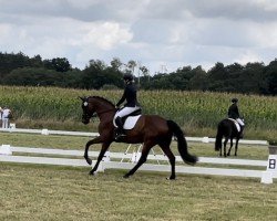 broodmare Baroness 391 (German Sport Horse, 2016, from Belantis)