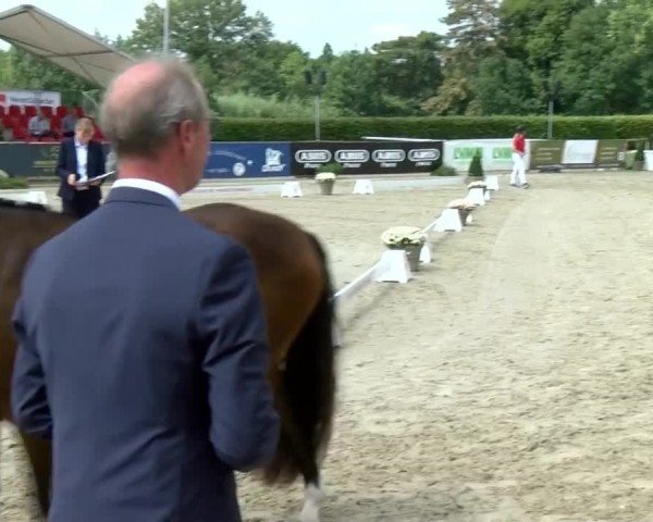 Westfälische Eliteschau für 3- und 4-jährige Deutsche Reitponys 2024