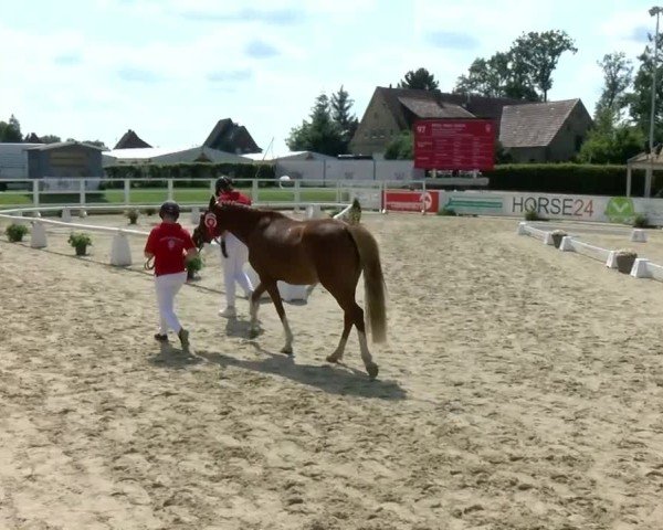 Westfälische Eliteschau für 3- und 4-jährige Deutsche Reitponys 2024