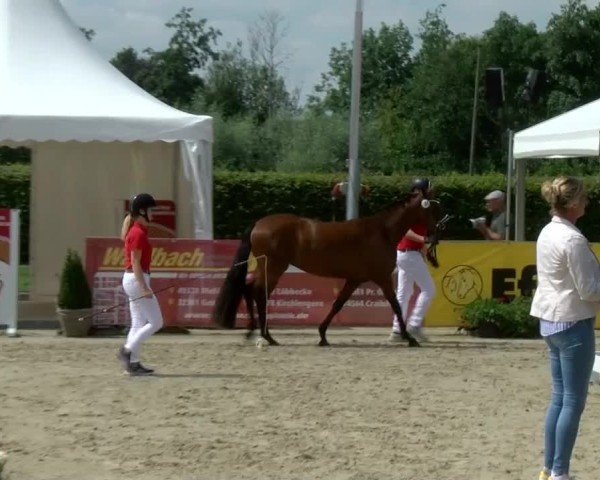 Westfälische Eliteschau für 3- und 4-jährige Deutsche Reitponys 2024