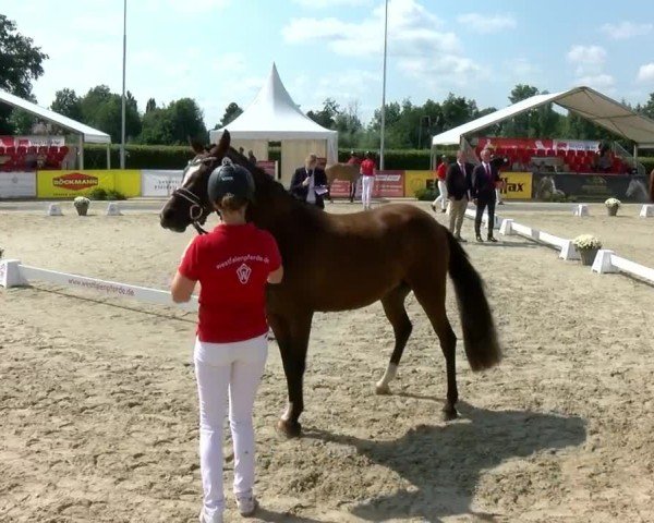 Westfälische Eliteschau für 3- und 4-jährige Deutsche Reitponys 2024