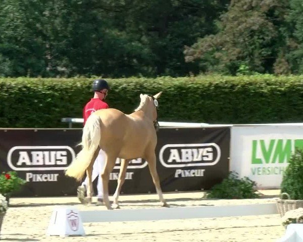 Westfälische Eliteschau für 3- und 4-jährige Deutsche Reitponys 2024