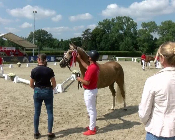 Westfälische Eliteschau für 3- und 4-jährige Deutsche Reitponys 2024