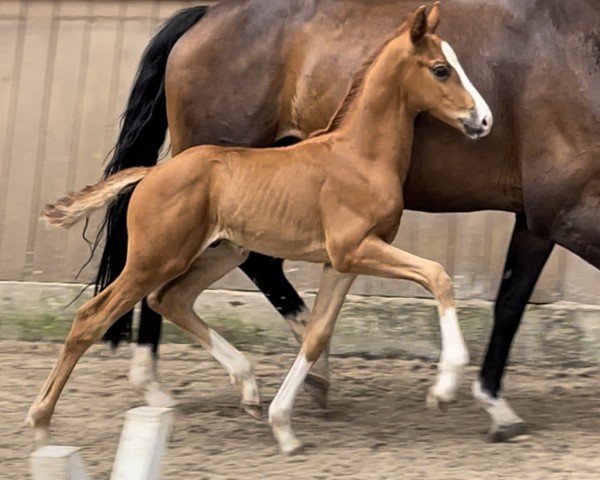 stallion Bontime PL (Hanoverian, 2024, from Bon Esprit)