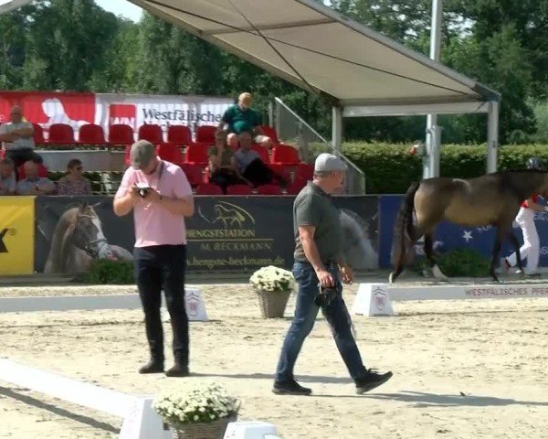 Westfälische Eliteschau für 3- und 4-jährige Deutsche Reitponys 2024