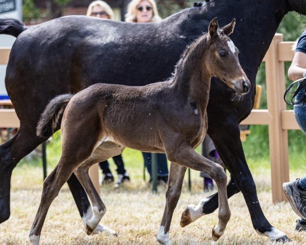 horse Fame PL (Oldenburg, 2021, from Fürst Romancier)