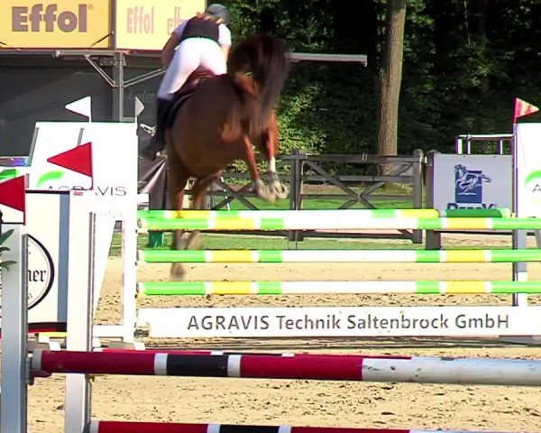 Reitturnier Münster-Handorf | Westfalen-Woche 2024