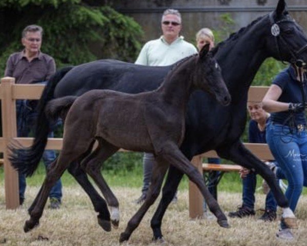 horse Destination PL (Oldenburg, 2021, from Livaldon)