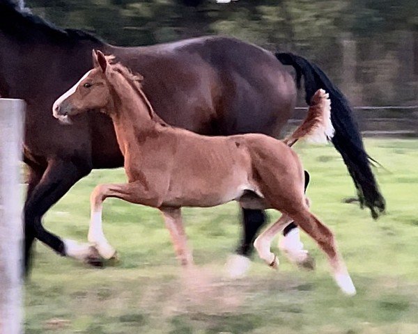 stallion Entertainer PL (Hanoverian, 2023, from Ellis NRW)