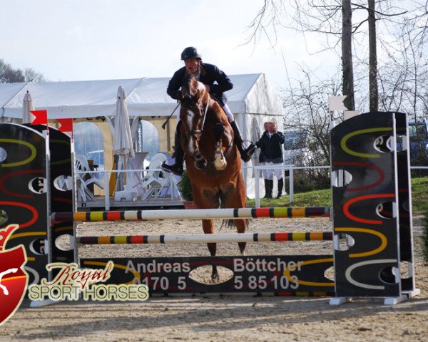 stallion Balou Beau 2 (Oldenburg show jumper, 2010, from Balous Bellini)