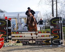 stallion Balou Beau 2 (Oldenburg show jumper, 2010, from Balous Bellini)