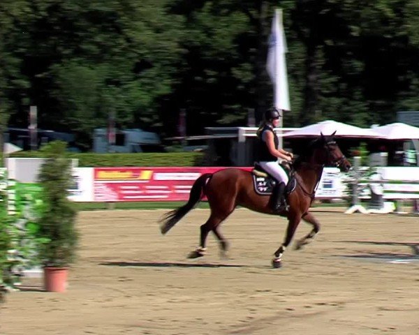 Equestrian Show Münster-Handorf 2024