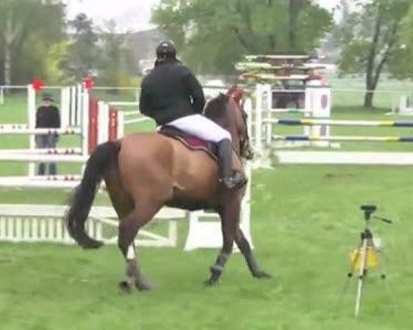 Reit- und Springturnier Brackenheim 2013