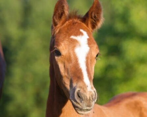 horse Bellino 30 (Rhinelander, 2015, from Belissimo NRW)