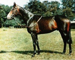 stallion Welsh Pageant xx (Thoroughbred, 1966, from Tudor Melody xx)
