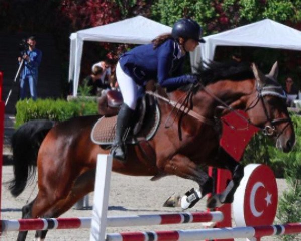 broodmare Thess du Marais (Selle Français, 2007, from Robin II Z)