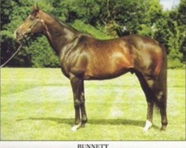 stallion Runnett xx (Thoroughbred, 1977, from Mummy's Pet xx) stallion Runnett xx (Thoroughbred, 1977, from Mummy's Pet xx)