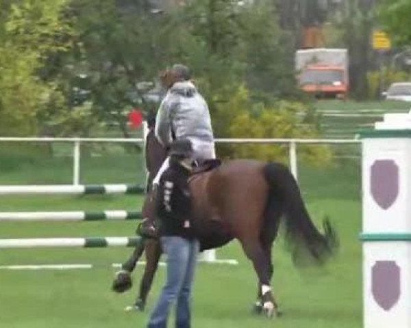 Reit- und Springturnier Brackenheim 2013