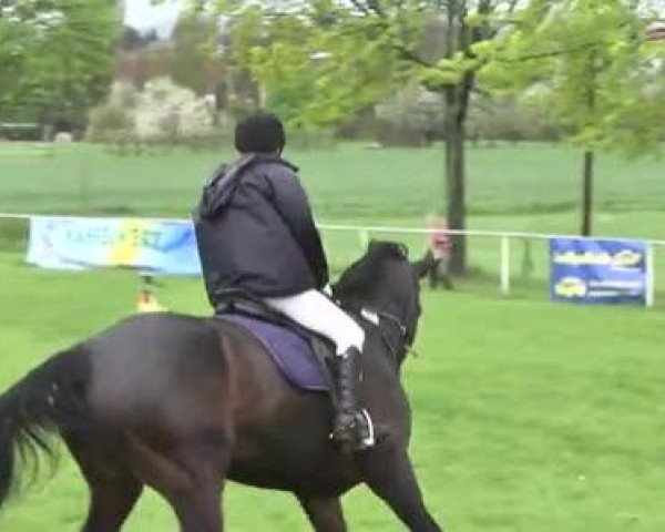 Reit- und Springturnier Brackenheim 2013
