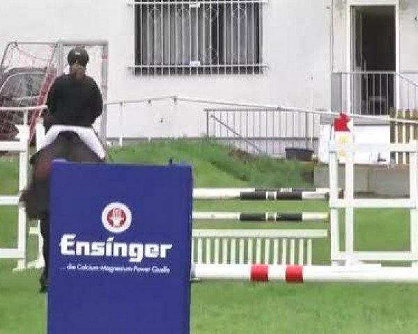 Torneo Equestre Brackenheim 2013