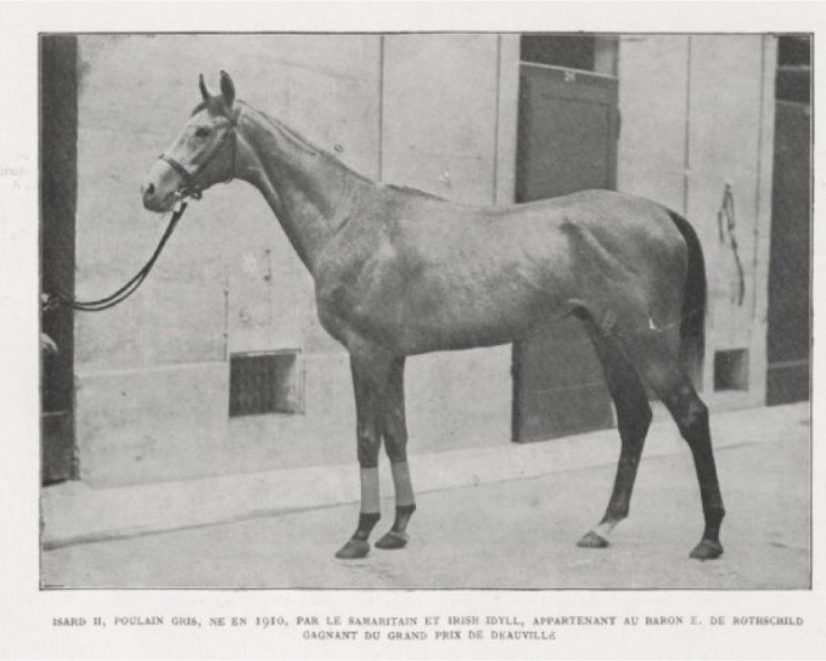 Stallion Isard xx (English Thoroughbred, 1910, from Le Samaritain xx)