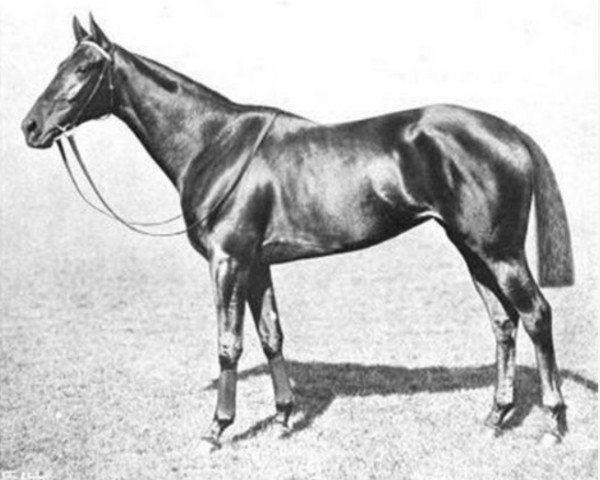 broodmare Electra xx (Thoroughbred, 1906, from Eager xx)