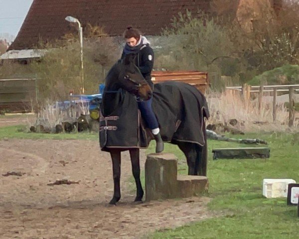 horse Dimagi of Primera H (German Sport Horse, 2018, from Dimagico)