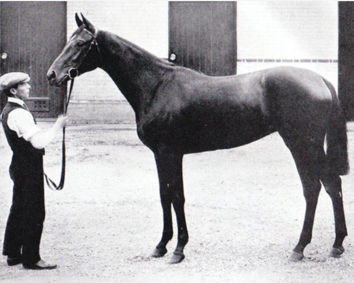 Fattrice Verve xx (Purosangue Inglese, 1909, di Velocity xx)