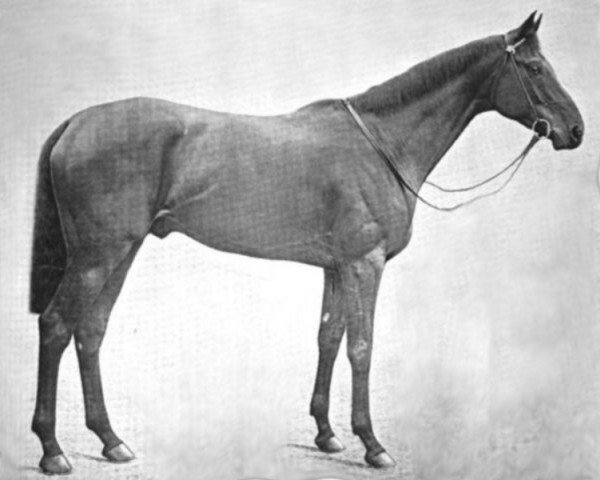 Deckhengst Velocity xx (Englisches Vollblut, 1902, von Speed xx) Deckhengst Velocity xx (Englisches Vollblut, 1902, von Speed xx)