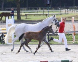 Pferd Cabrio's Deugniet SH (Westfale, 2024, von Cabrio van de Heffinck)