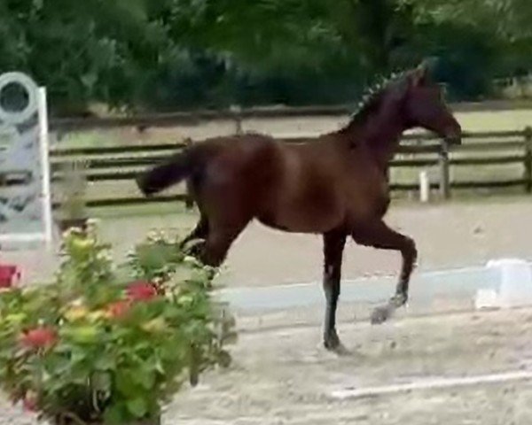 horse Edda Rose (Oldenburg, 2024, from Lodovico)