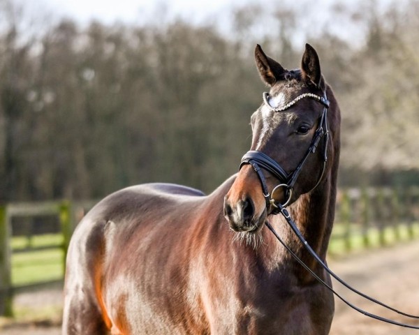 horse Dalera (Oldenburg, 2020, from Dante Weltino Old)